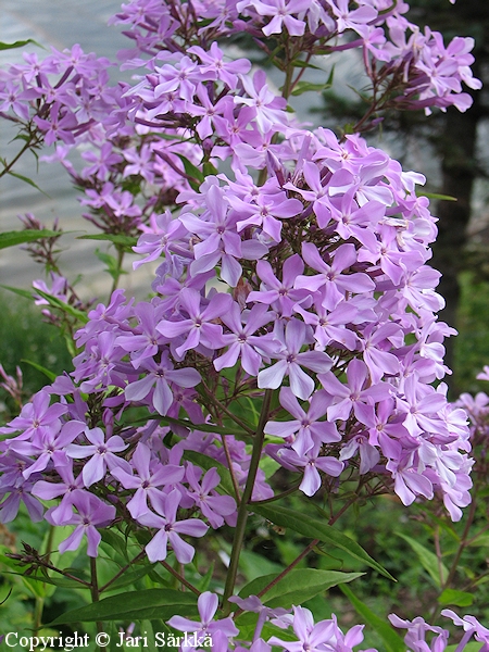 Phlox paniculata 'Syreenifloxi', syysleimu